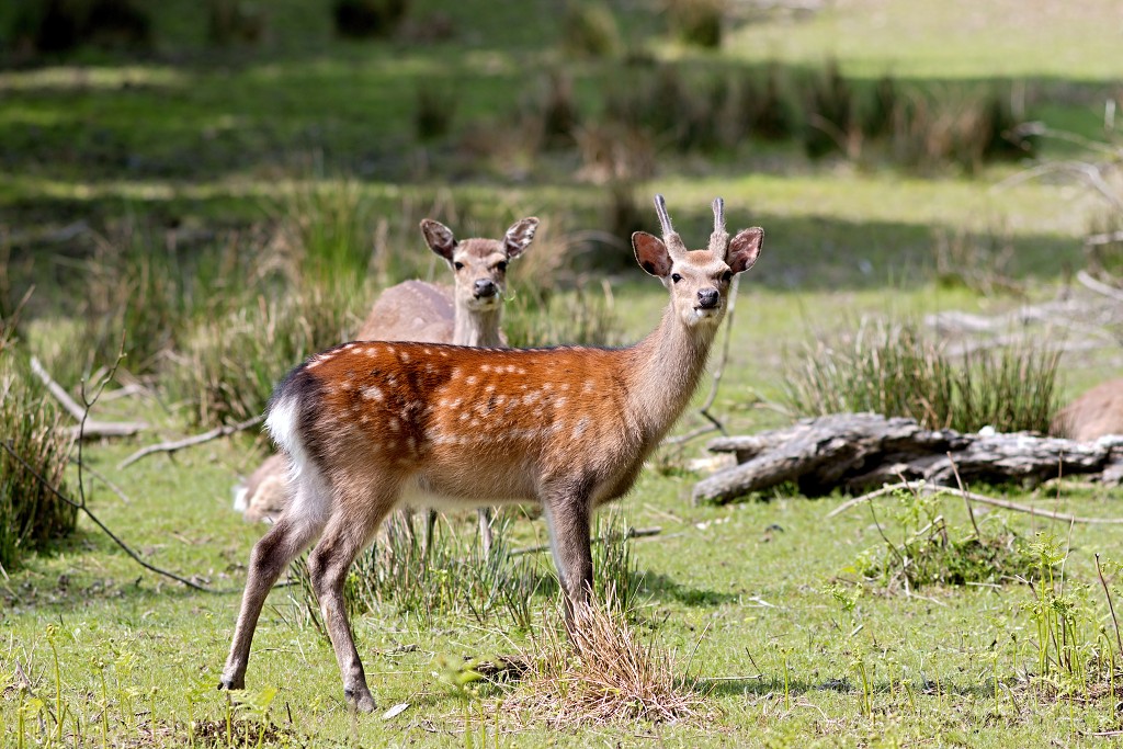 Killarney National Park ierland eire natuur natuurgebied hdr Ladies View Ring of Kerry County irish Lough Leane lake